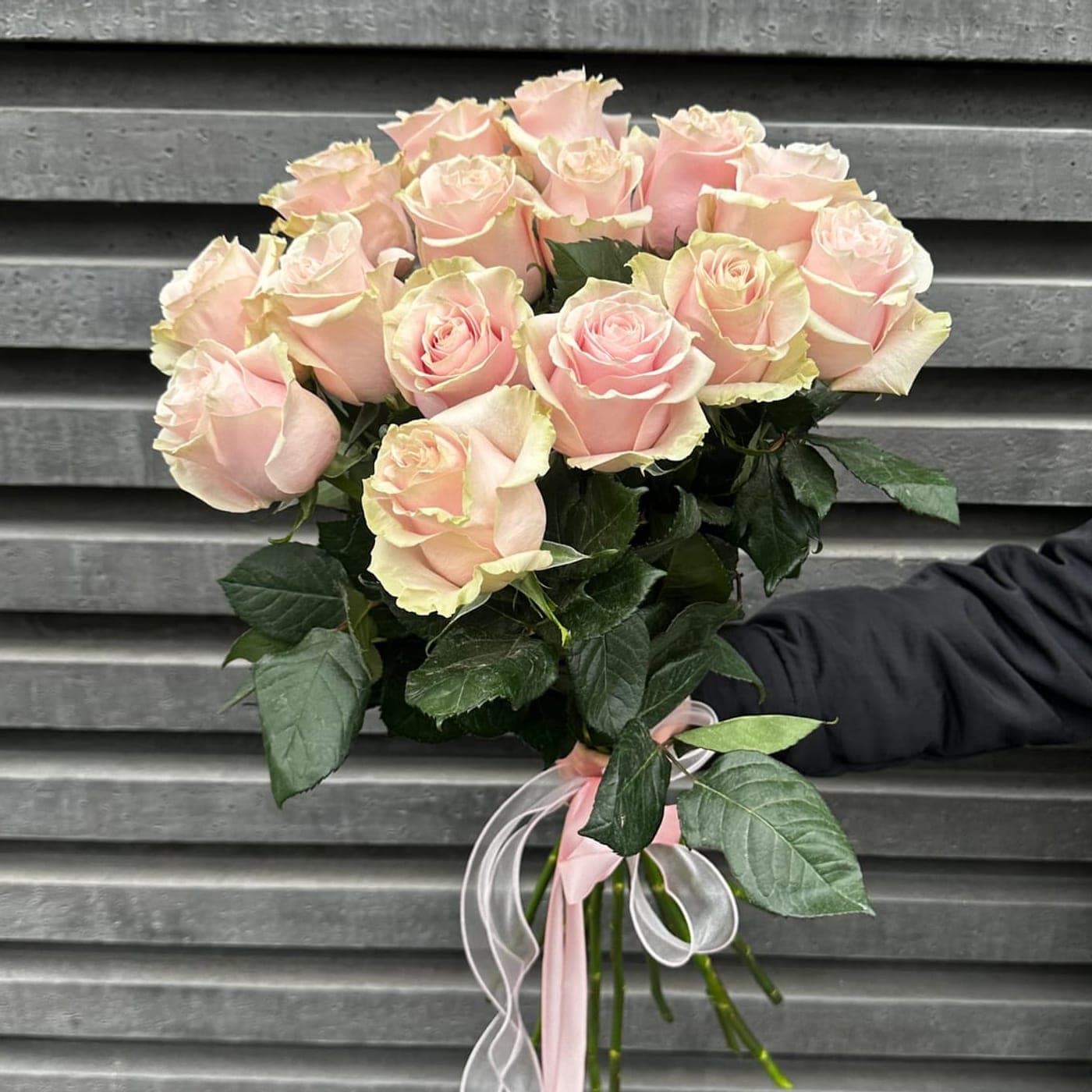 15 эквадорских роз под ленту